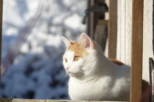 Fridolin